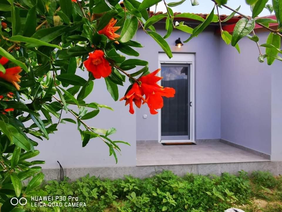 Ktima Mimoza Apartment Sykia Chalkidikis Bagian luar foto