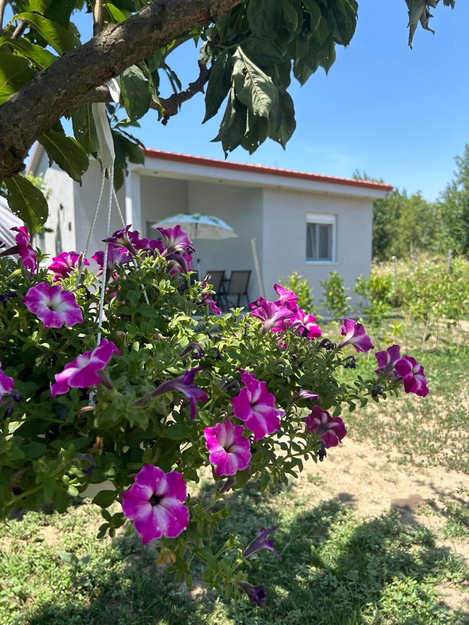 Ktima Mimoza Apartment Sykia Chalkidikis Bagian luar foto